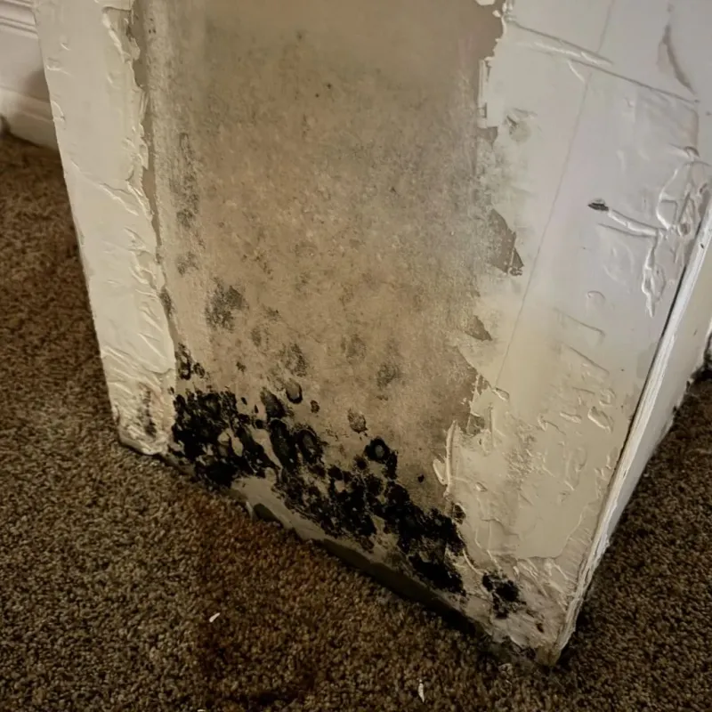 Professional Mold Removal in Camanche, IA